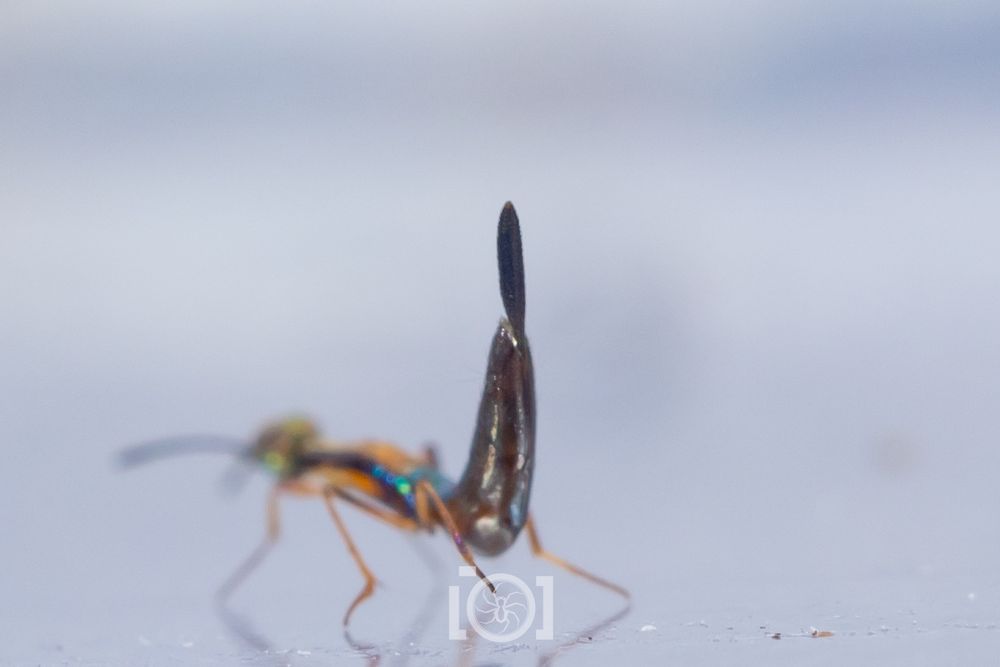 Close shot of the ovipositor, the booty feather. 