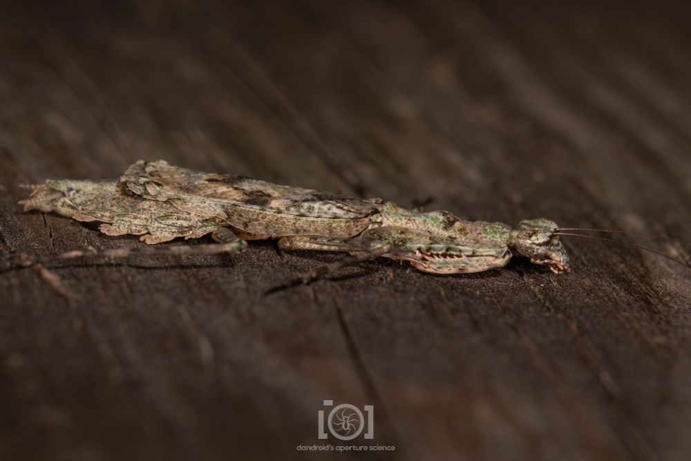 Side view from a lower angle, even flatter