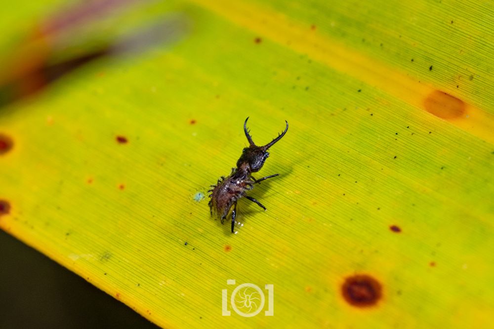 Black flat fuzzy-bodied creature with a square head and giant curved/spined mandibles at the ready, ambling across a palmetto frond 