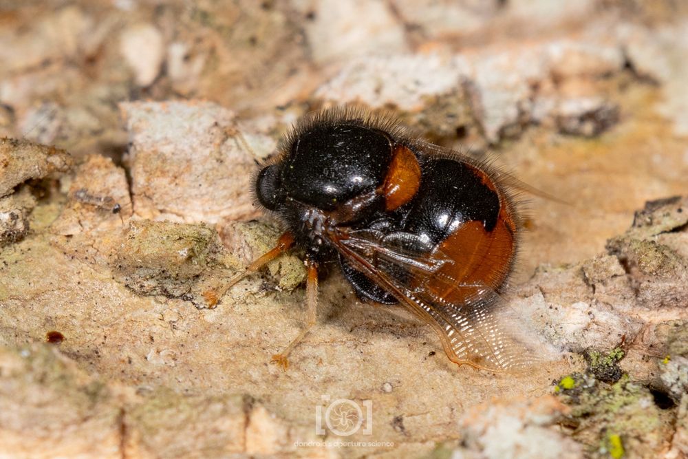 Very large thick black and orange fly with a head which looks like it belongs on a creature a fraction of the size - a pinhead on a peanut