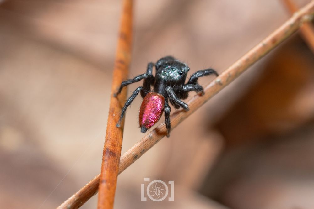 Close shot of a black jumping spider's booty, which is shiny magenta 