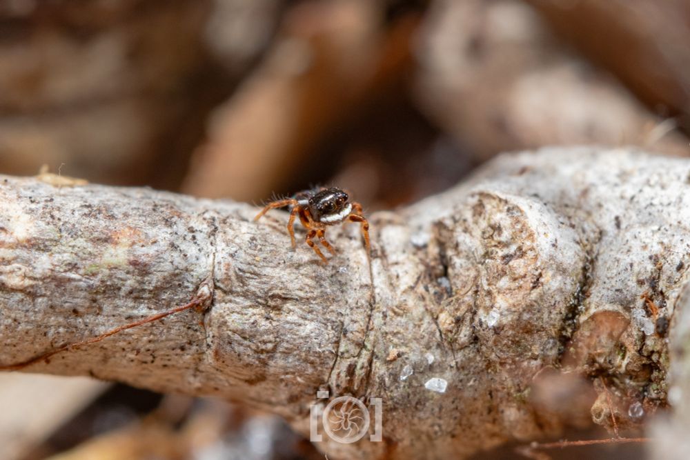 Tiny black jumping spider with orange legs and white palps, peering up at you from a twig. The sand grain is as big as his face 