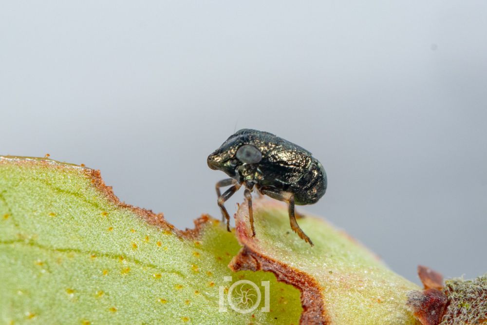 Small shiny metallic black piglet bug on a leaf, just a small oval shape with a small pointed pig snoot and big black compound eyes 