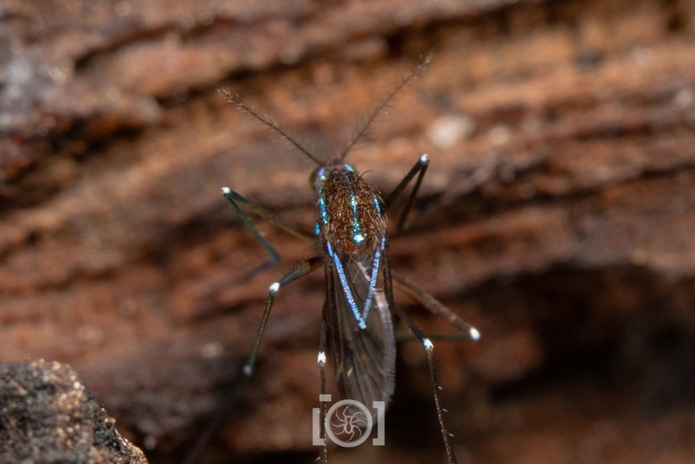 Brown mosquito, an unassuming creature except for the bright iridescent sapphire blue stripes down its sides and halfway along each wing 