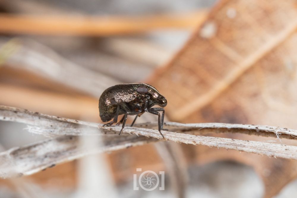 Shiny black beetle-like planthopper with a little pig-like snoot