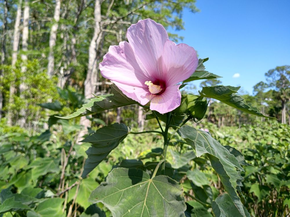 Magnificent lavender hibiscus flower on a 6'+ tall plant with broad maple-esque leaves 