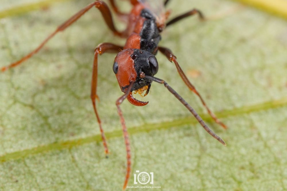 Face of the creature: red worker side featuring a giant curved mandible and small eye, and the black alate side with a tiny mandible with a large eye 