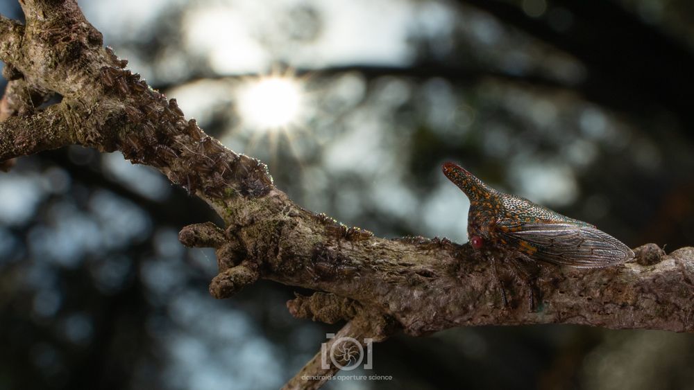 Wide view of an oak treehopper mum (mottled green and orange with a magnificent red-tipped horn) on a twig, watching over her newly-hatched cluster of tiny children; the afternoon sun shining brightly through the trees above the scene