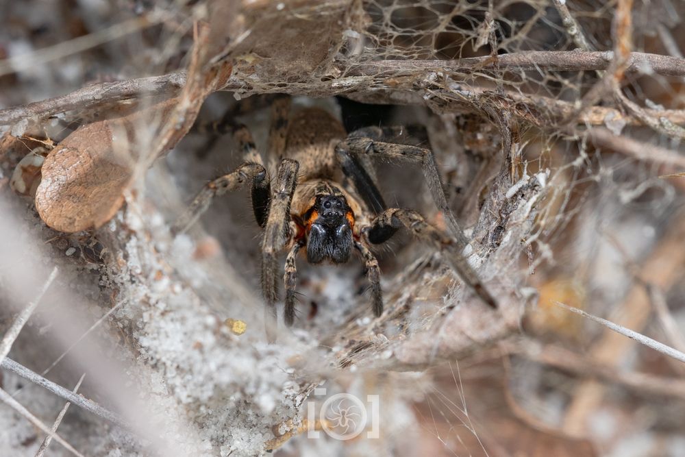 Large brown wolf spider with a black face flanked by bright orange stripes, poking out of the tunnel of her funnel web, surrounded by cactus spines