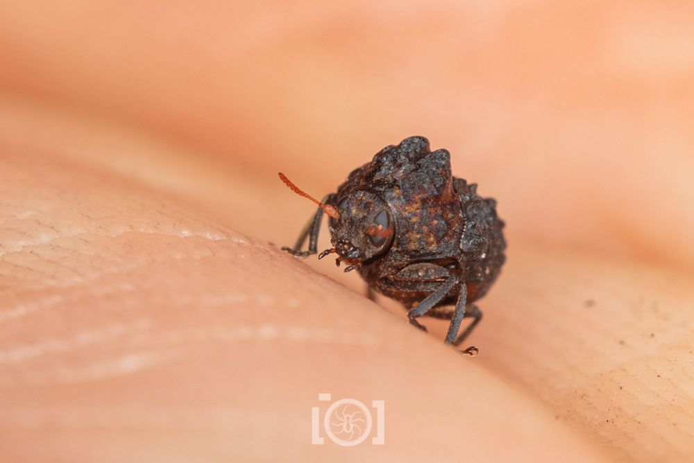 The creature on the move on my hand, very lumpy and "warty" 