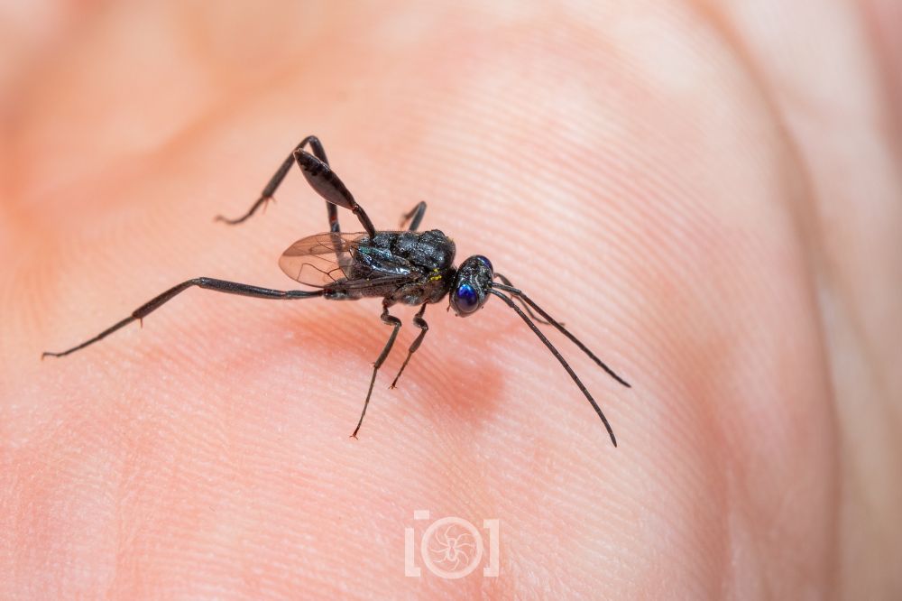 The lass running across my hand, waving the silly booty