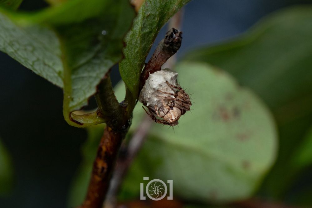Spiky tan lynx spider, hugging a large lumpy white pillow full of her eggs underneath a branch 