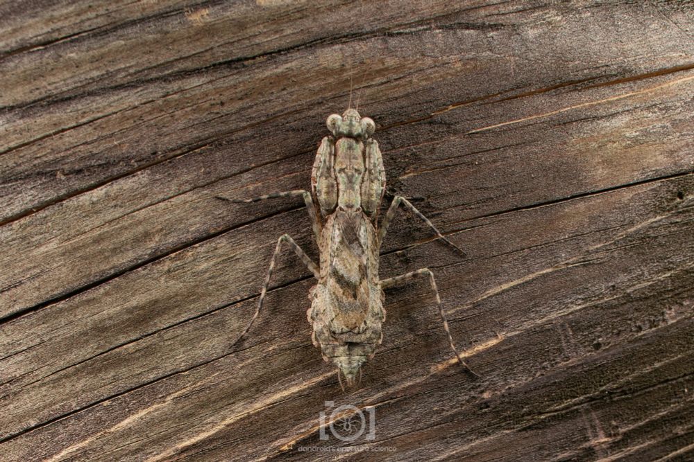 Top view of a flat stubby little lichen-esque mantis