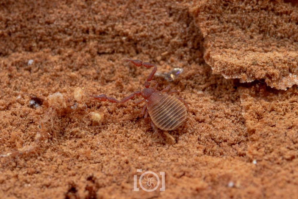 Similarly shaped pseudoscorpion, but does not have the white setae 