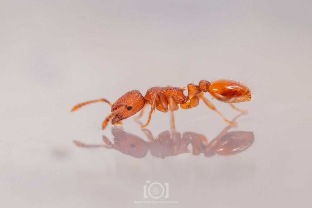 Bradleyi, slurping on sugar water 