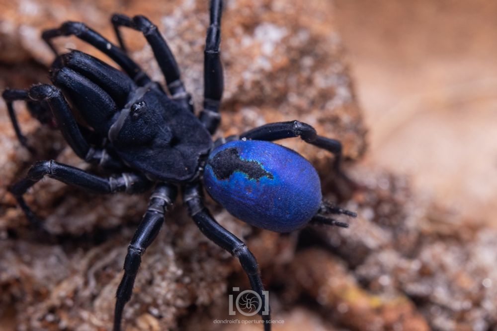 Close shot of the blue booty. It's one of a kind.