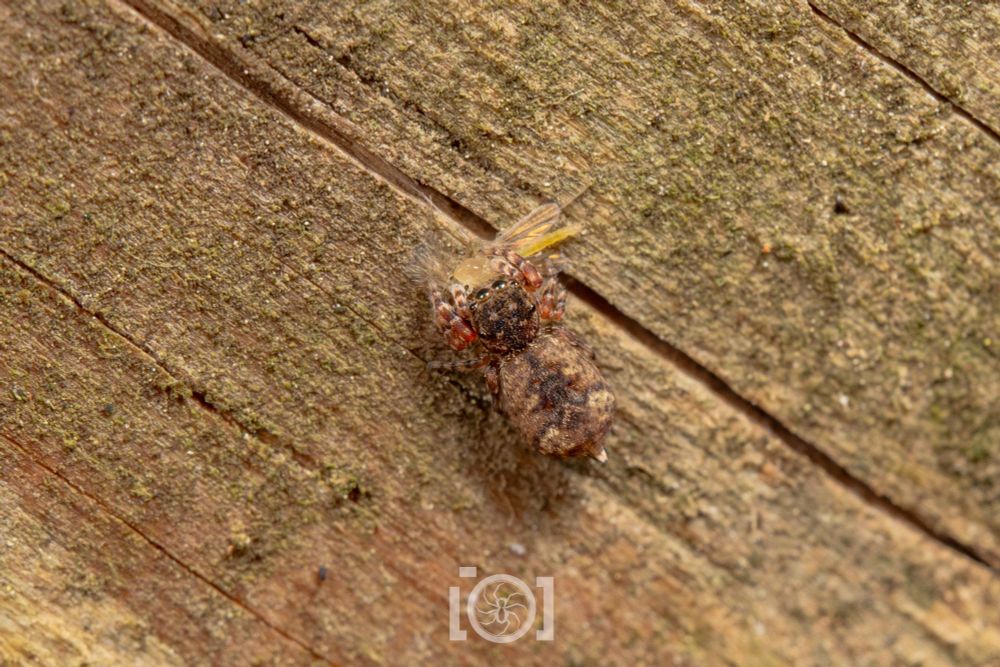 Top view of the creature on the wood, looking like a squat bowling pin with short stubby legs 