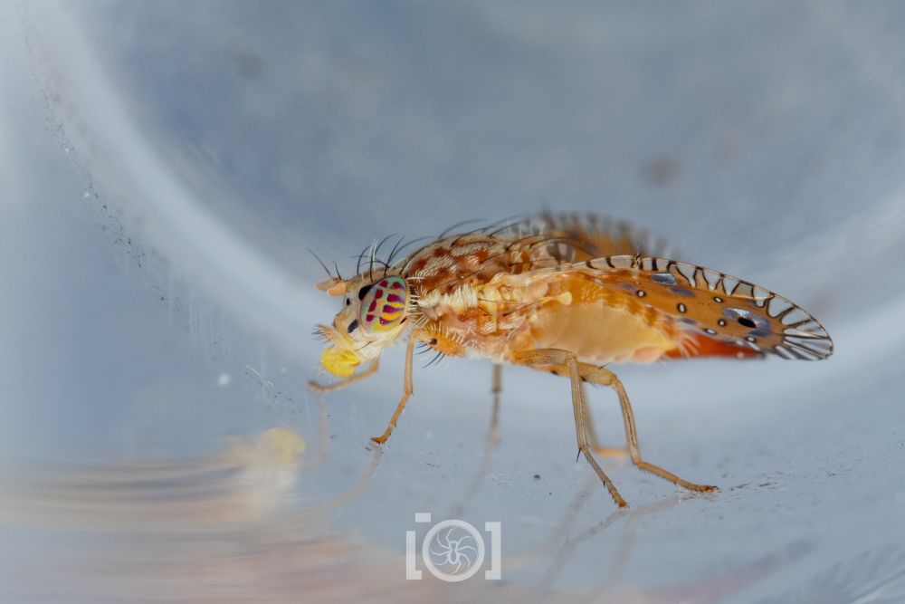 Strange stripy orange fly with striped and spotted wings, and banded technicolor compound eyes. Long setae all over 