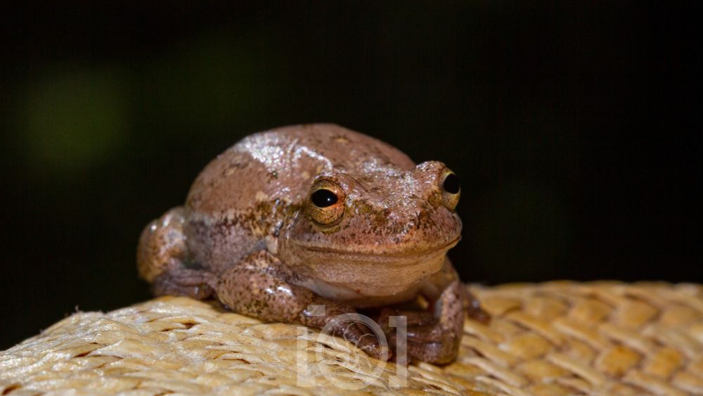 Thick brown frog giving a Mona Lisa smile at the camera from atop a straw hat