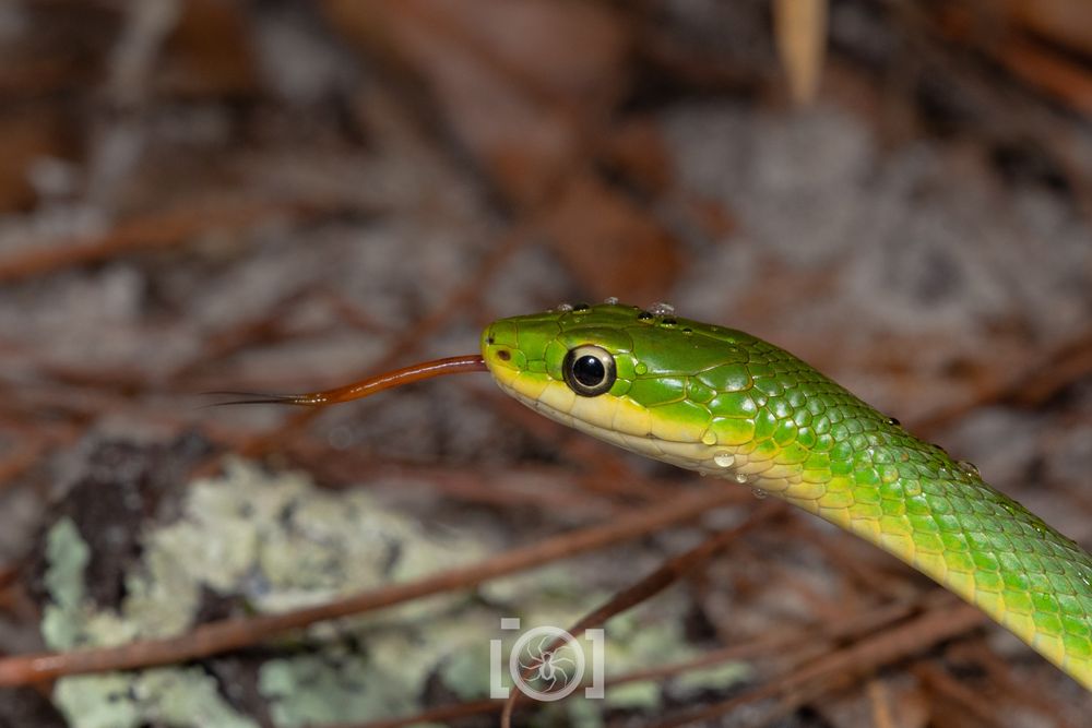 Little green snake with round black eyes and tongue out, couple of rain droplets on its head 