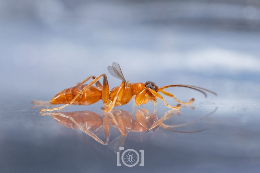 Dark orange ant-like wasp with long antennae and a pair of tiny silly fairy wings waving 