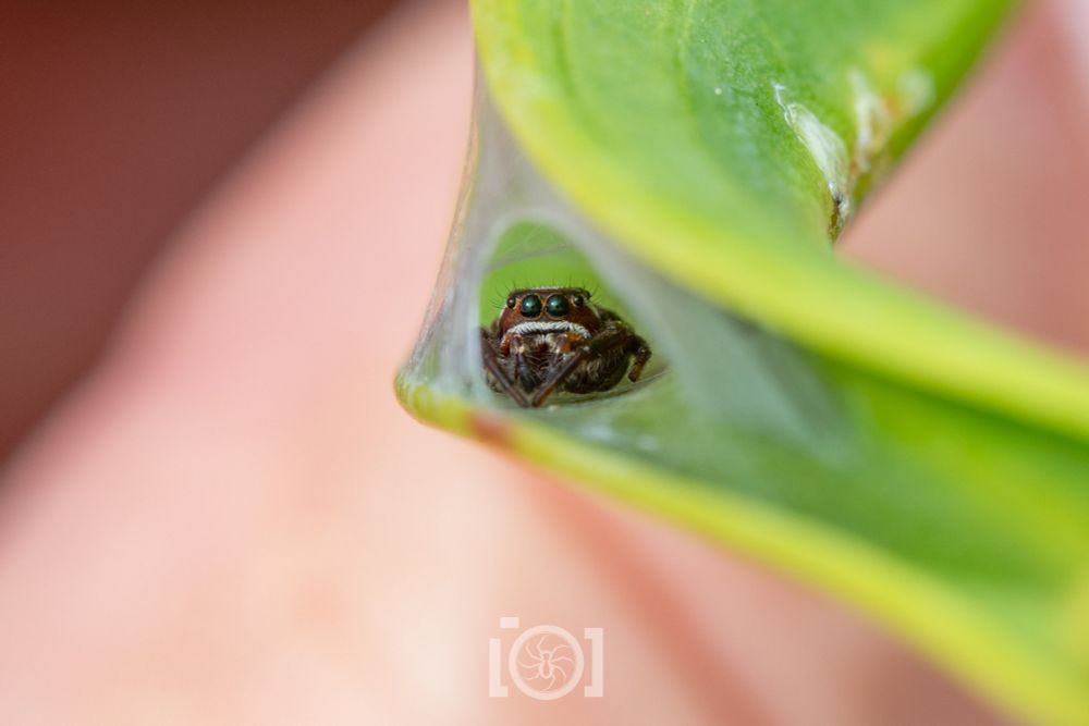 Small dark brown jumping spider with a white mustache, in his silk hammock in a curled stalk, peering out at you 