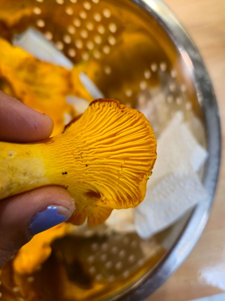 View of the underside of one of the shrooms, showing the ridges rather than gills