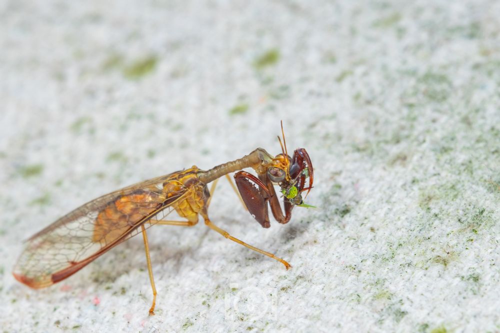 Brown mantidfly, grabby hands clutching a small green leafhopper which she's crushed up and eating 