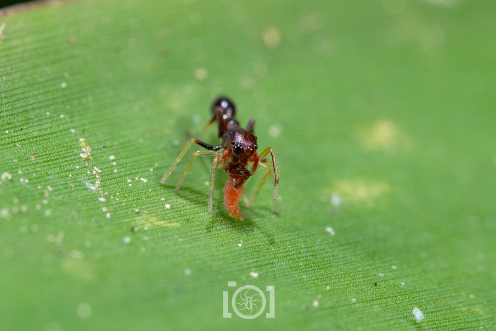 Dark red slender ant mimic jumping spider feeding on a small red creature of some kind 