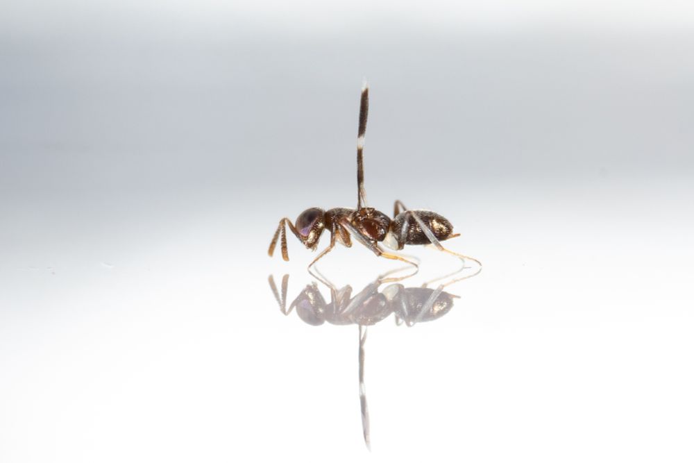 Tetracnemus species: shiny brown little wasp with the notable feature of her wings being held straight up as she runs around.