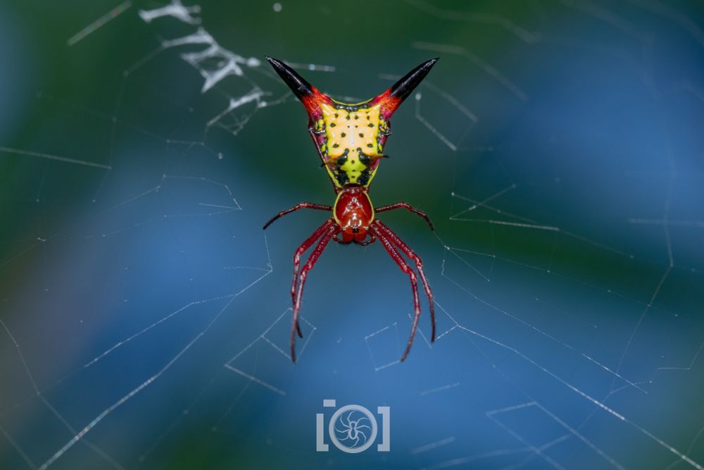 Magnificent red bodied and legged orb weaver, with a striking abdomen; which features 2 magnificent black-tipped red spines pointing rearward at 45° angles, 2 small spines on each side, and it's otherwise yellow with black dots