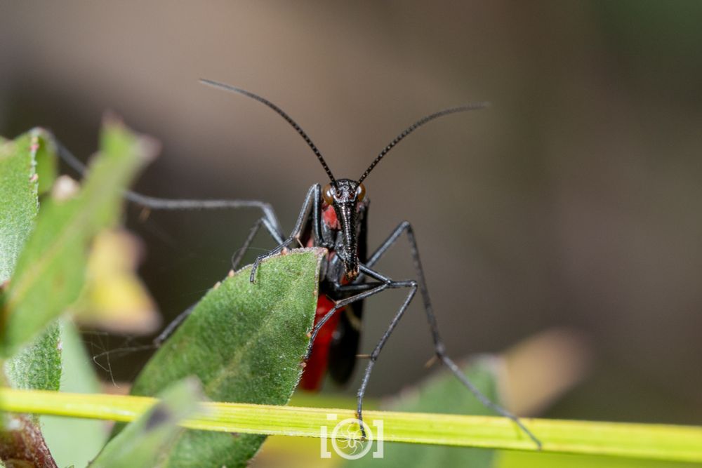The long black snoot of the scorpionfly, seen facing you very close 
