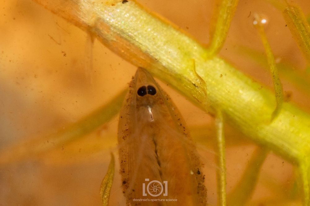 Underside of a silly clam shrimp, revealing a pair of dark eyes peering up at you 