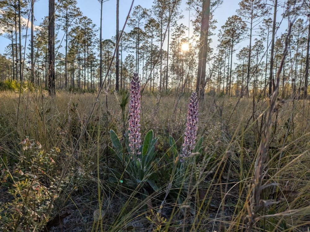 Two long stalks of purple flowers poking out of fuzzy leaves and endless wiregrass; the sun is low and peering through the pines and it's still delightfully bright 