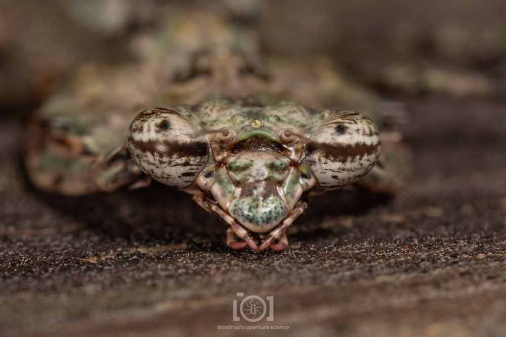 Derpy face of the creature; just bug-eyed, lichen-y, with false pupils staring