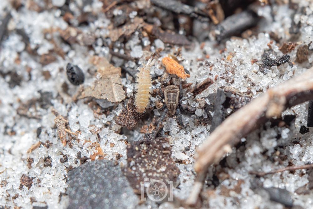 The mite, side by side with a tiny pale millipede with bristles at each body segment and a longer bristle tail 