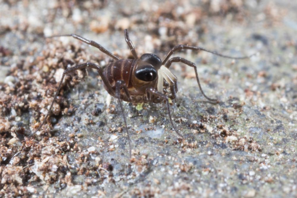 Acropsopilio neozelandiae observed by Gonzalo Giribet