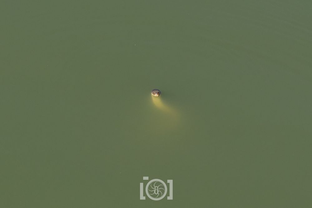 The head of a watersnake poking above the surface of murky green water 