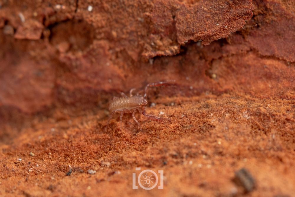 Tiny pale slim pseudoscorpion with long delicate grabby claws 