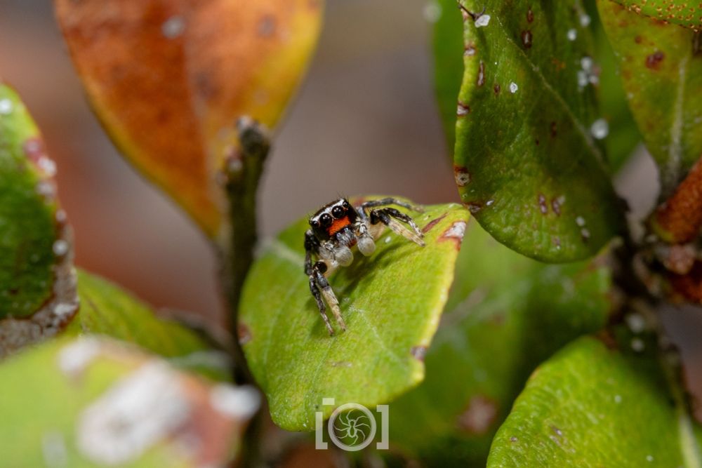 Little black jumping spider with a bright red patch below his big eyes like a nose, and handsome white socks, peering up at you from a green oak leaf 
