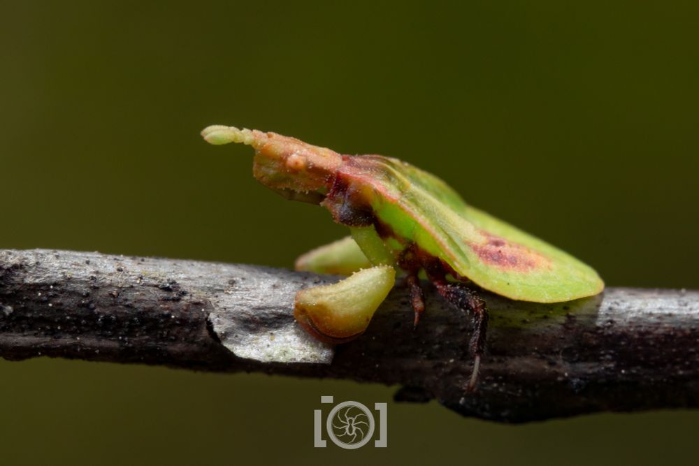 Side view of a small green leaf-shaped Hemipteran on a twig, thick grabby clawed 1st leg pair, and tiny stubby antennae 