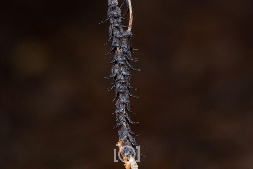 Stalk absolutely covered in black owlfly larvae, fuzzy flat things with large caliper-like mandibles 