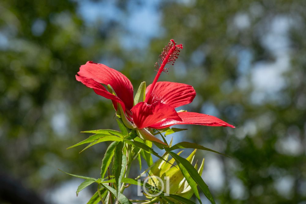 Extremely large scarlet hibiscus flower, 5 petals and long central bits like a bottlebrush. Leaves are in sets of 5 like marijuana, but providing a very different high (getting to see a giant red flower) 