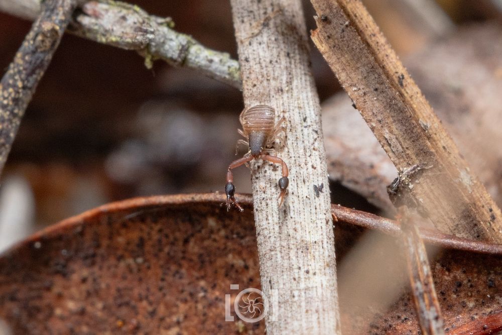 Pale brown pseudoscorpion with large pinkish arms terminating in black pinchy claws, roaming the detritus 