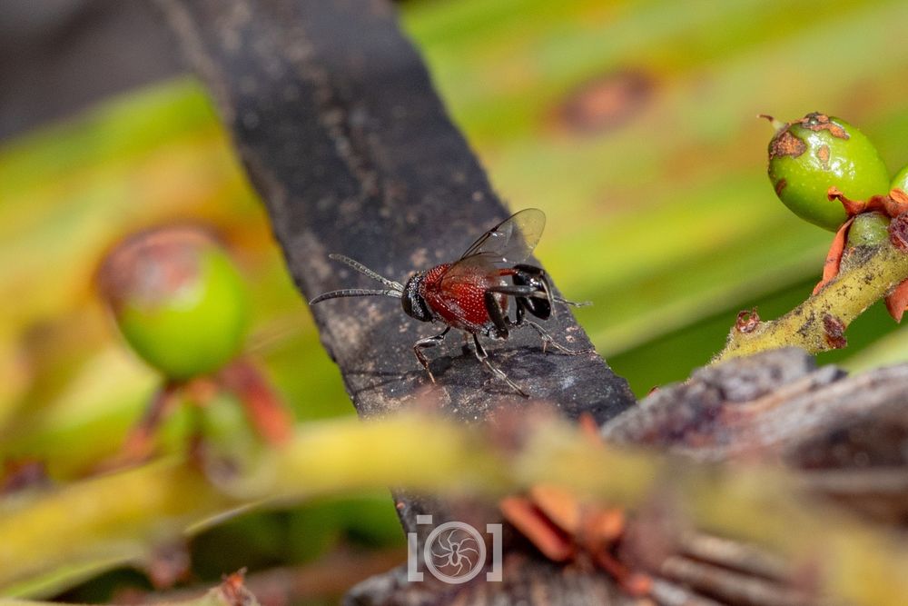 Red and black ensign wasp grooming her silly little booty-on-a-stalk with her hind legs, on a dried palmetto frond 