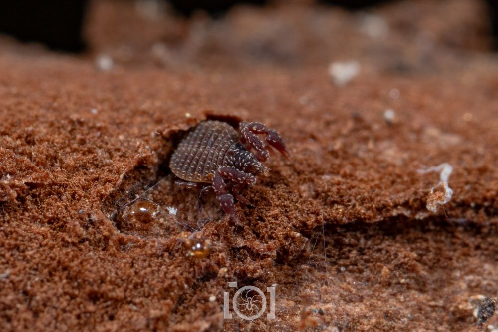 Another of the same species, curled up in a miniscule crevice 
