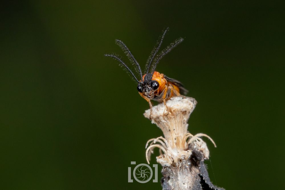 Little orange sawfly with big black eyes and fuzzy antennae which are split at the base so they look like 4 antennae 