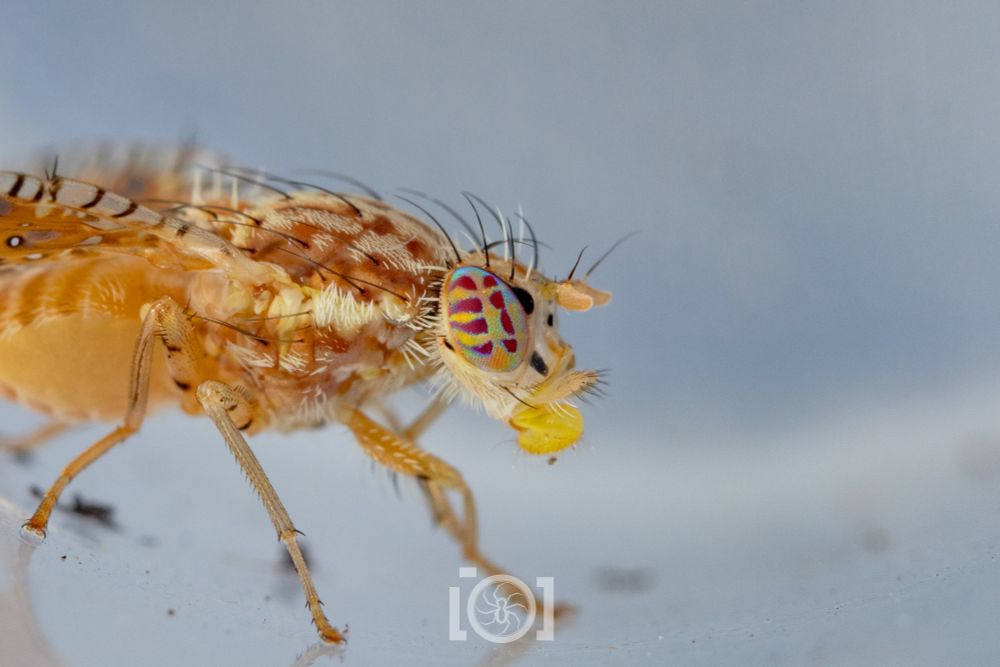 Close shot of the creature's wild eyes, stripy yellow and maroon and hints of light blue and green. 