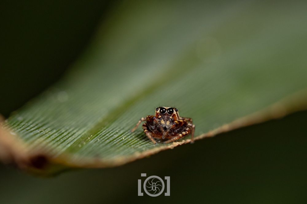 Small bronze-y jumping spider boy on a palmetto frond, with markings like angry eyebrows (more of a unibrow on this little guy), peering up at you shyly 