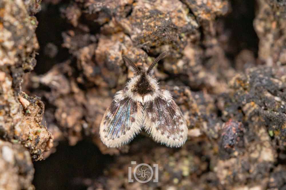 Small moth-like fly, with pale-fringed wings and a head and thorax hidden under thick floof